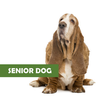 SENIOR DOG