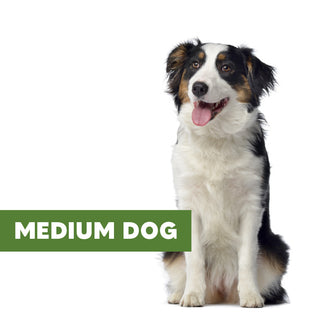 MEDIUM DOG