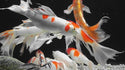 GOOD PARTNER - Butterfly Koi Fish